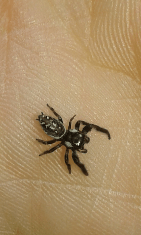 Salticidae : Heliophanus sp.? No, Macaroeris nidicolens, maschio - prov. PD